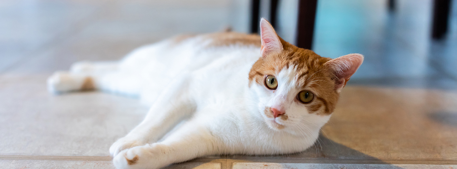 Feline parvovirus