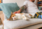 Calico cat lying on a grey sofa being stroked by someone with a tattooed arm
