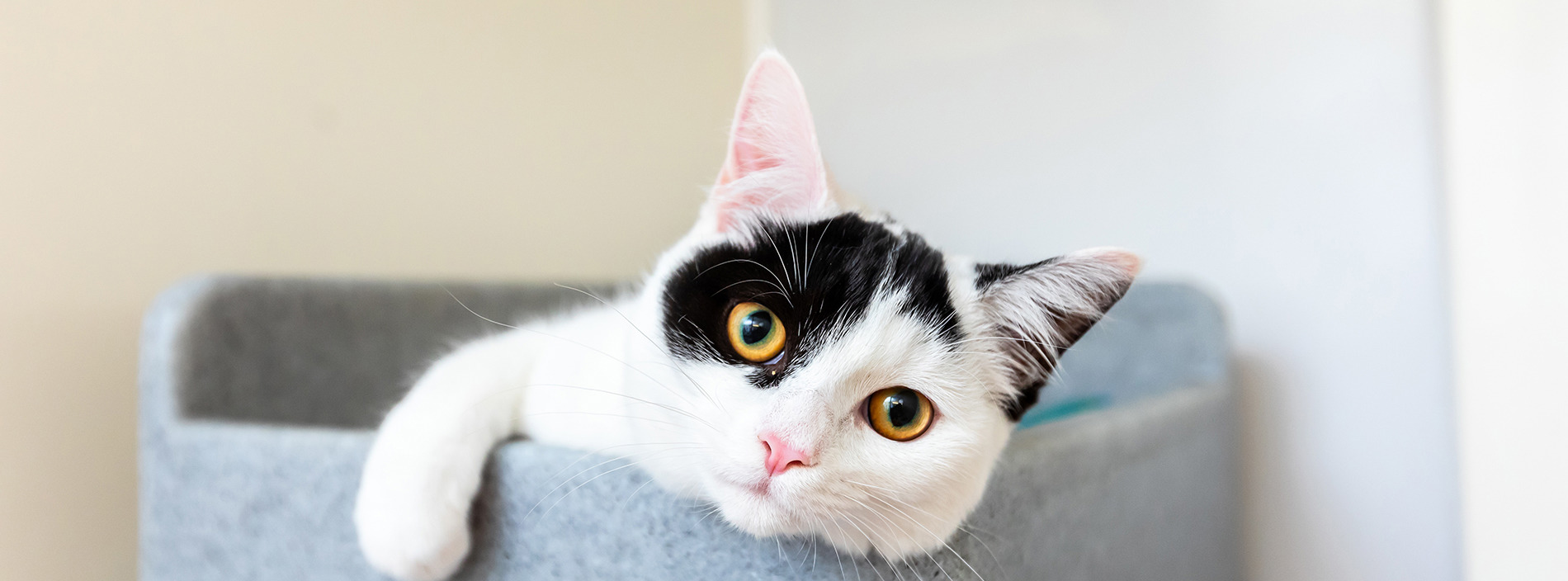 Eye problems in cats