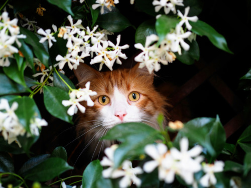 ginger-and-white cat peeking out from behind a bush with white flowers