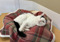 black-and-white cat lying on tartan blanket