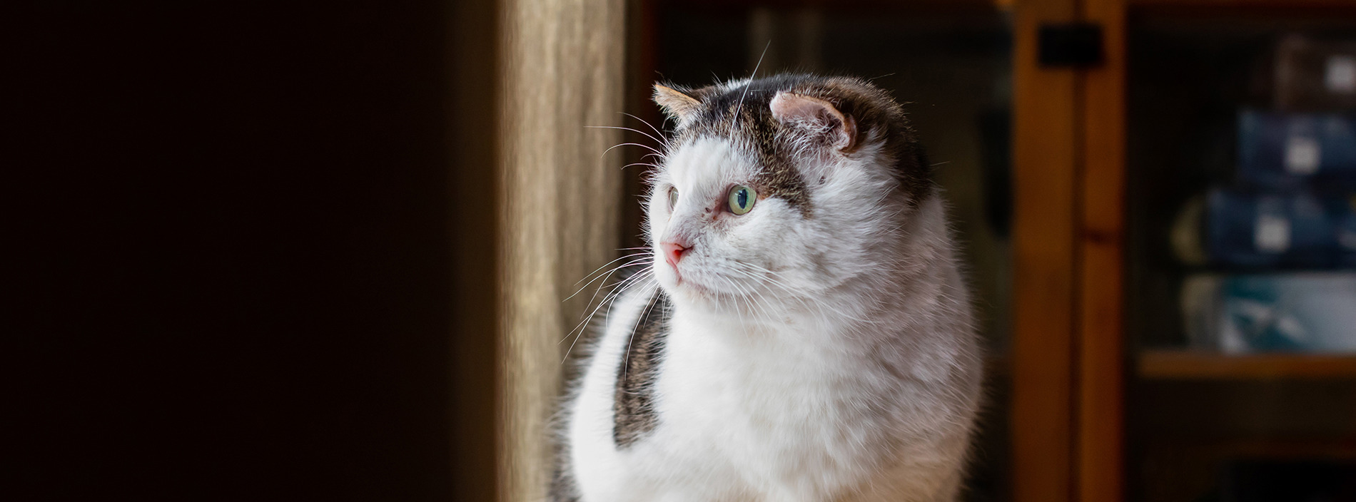 What to do if you find a dead cat