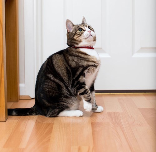 Tabby and white cat looking up