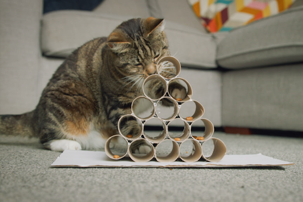 6 ways to bond with your indoor cat