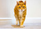 Ginger-and-white tabby cat walking towards the camera