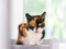 A calico cat