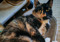 A tortoiseshell cat 