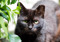 A black cat with the tip of one ear missing to show they are feral
