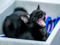 black cat with their mouth open showing their teeth and tongue