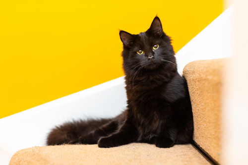 black cat sitting on stairs in front of yellow wall