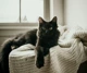 Cat Friendly Rentals (1)