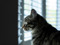 brown tabby cat looking out of a window
