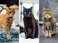 Senior Cats Thumbnail V2