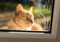 A long-haired ginger cat looking through a window