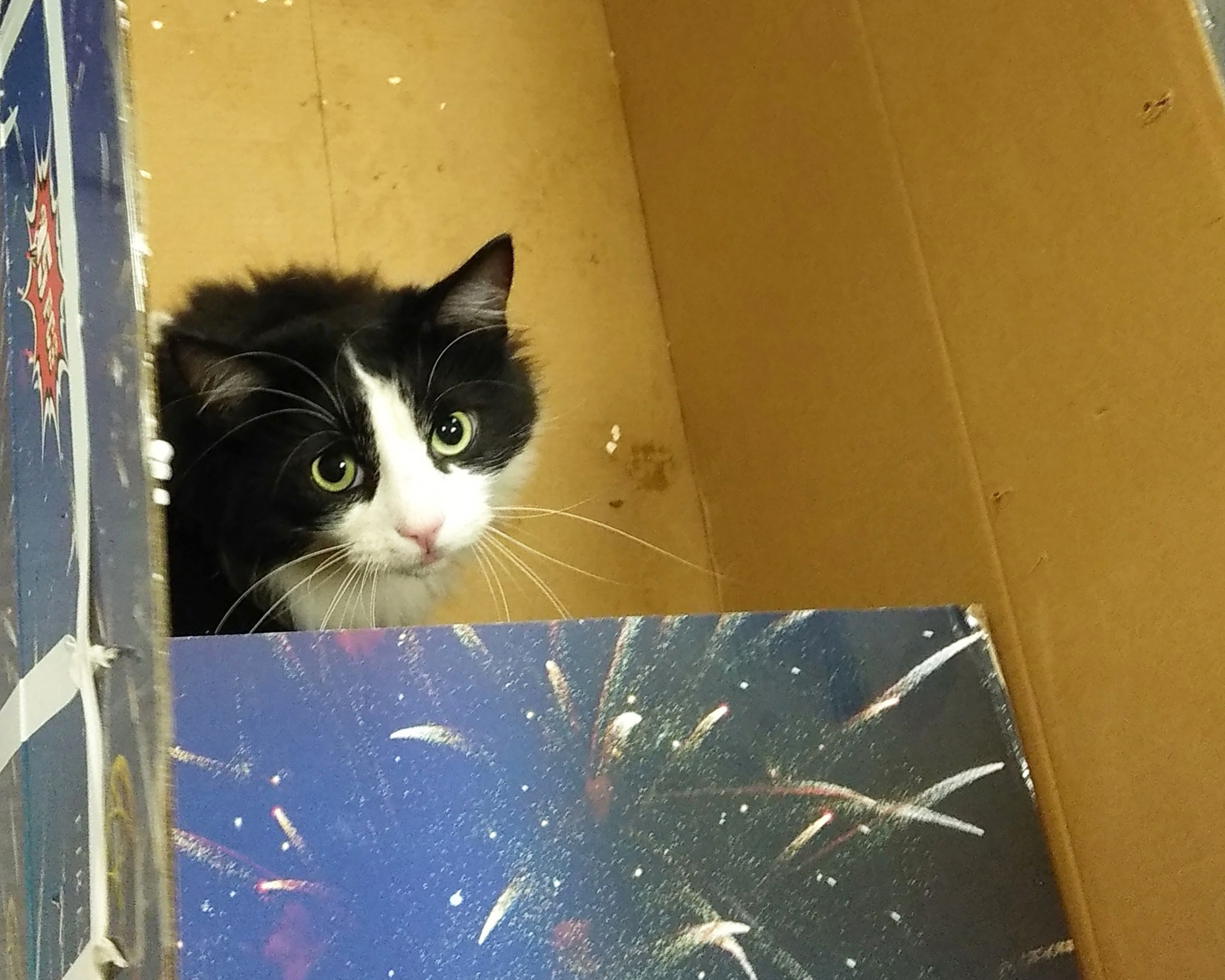 Cat charity urges public to speak up on fireworks before consultation closes