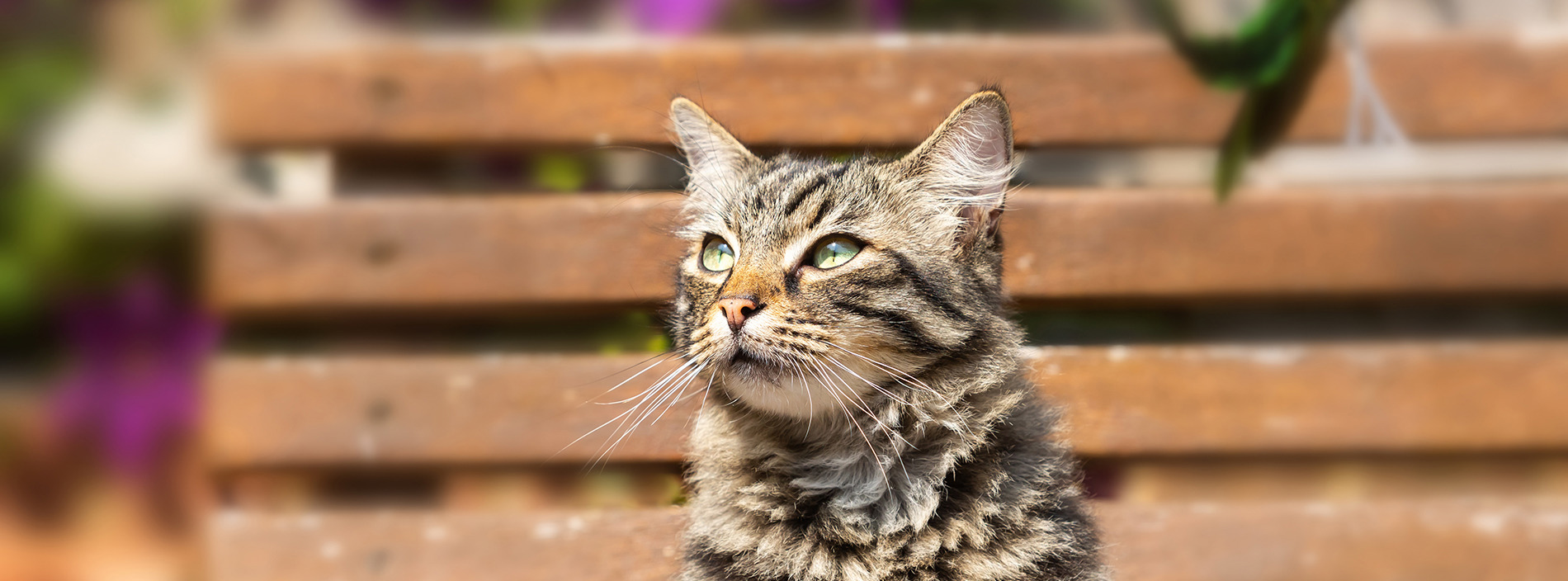 Cats and warm weather