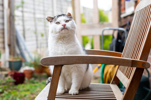 A white and grey cat with folded ears sits upright on a wooden garden chair, looking slightly upward, with a small outdoor garden space and potted plants in the background.