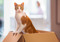 A ginger-and-white cat climbing out of a cardboard box