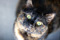 tortoiseshell cat looking up at the camera