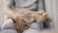 Gifts In Wills Cat Sleeping On Lap
