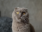 Grey Scottish Fold cat with folded ears.
