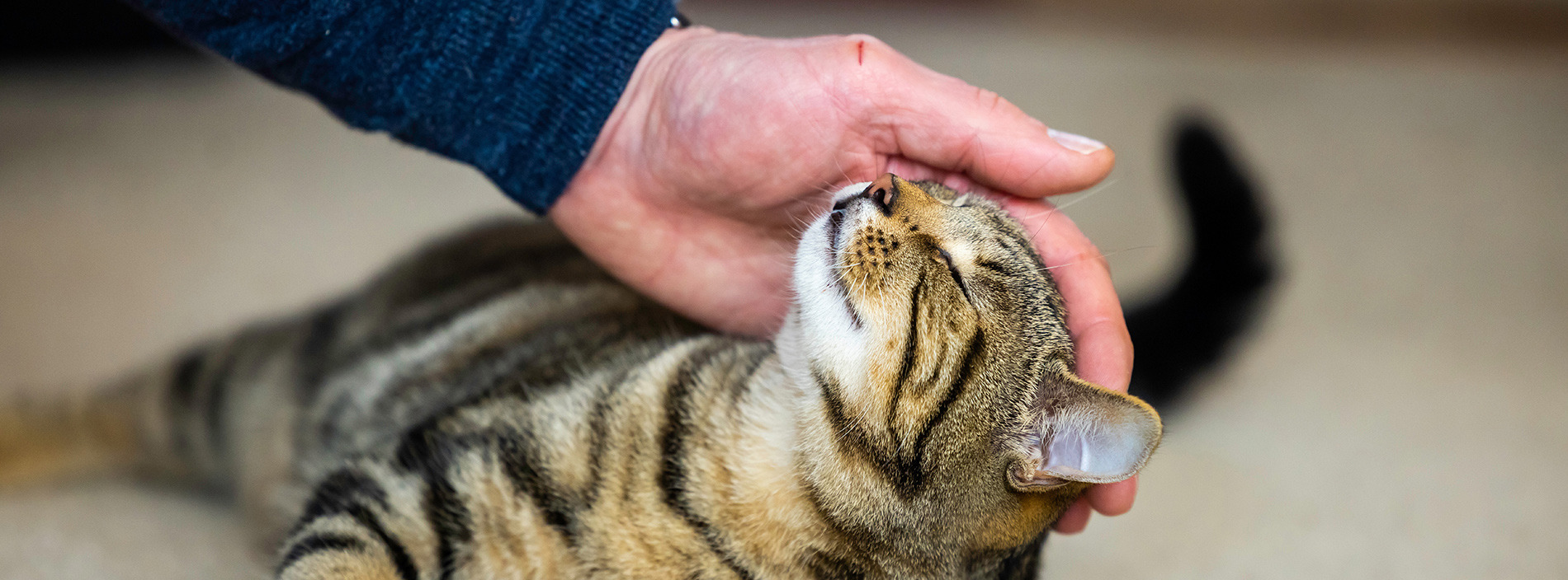 Your responsibilities as a cat owner