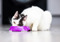 white-and-black cat eating out of purple plastic food bowl