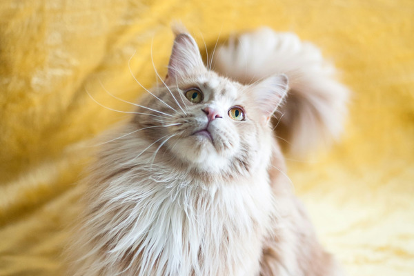 Tips for grooming long-haired cats