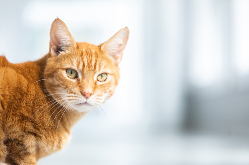A close-up portrait of an orange tabby cat with green eyes, looking toward the camera. The cat is positioned on the left side of the image against a soft, blurred light gray background with ample empty space on the right.