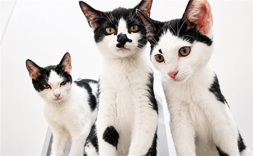 Three black-and-white kittens named Zoey, Mira, and Saja pose together against a white background, looking curiously toward the camera. One kitten stands slightly apart on the left, while the other two sit close together in the centre and right, showing their distinct markings and large ears.