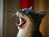 A cat yawning