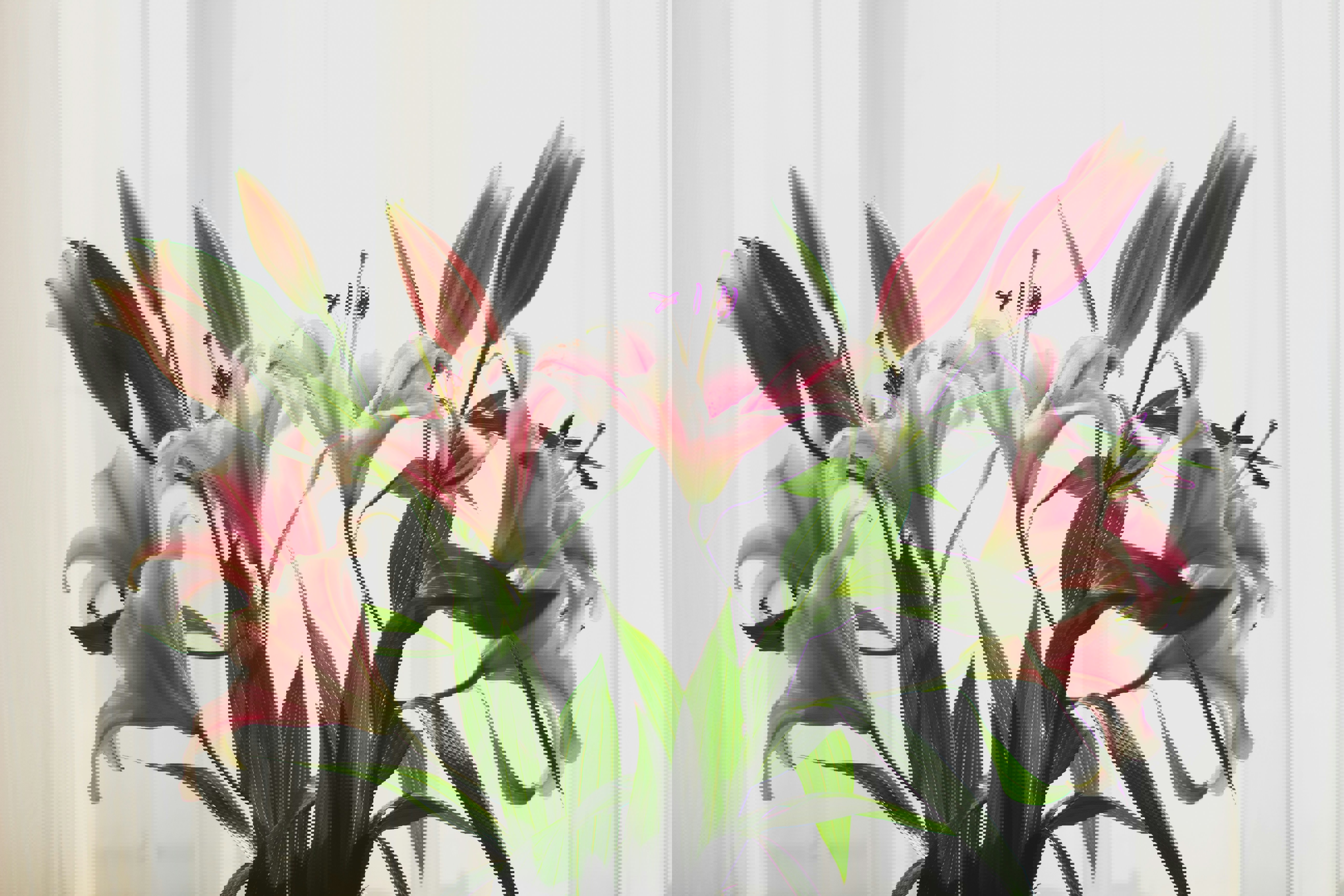 Keep cats away from lilies as they pose a fatal risk