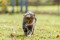 Brown tabby cat walking across grass outdoors, looking towards the camera.