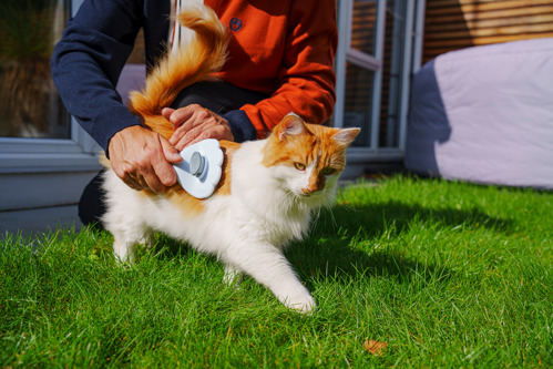 long-haired ginger-and-white cat being brushed by a human outdoors on the grass lawn