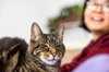 Cat At Home Sitting With Smiling Owner