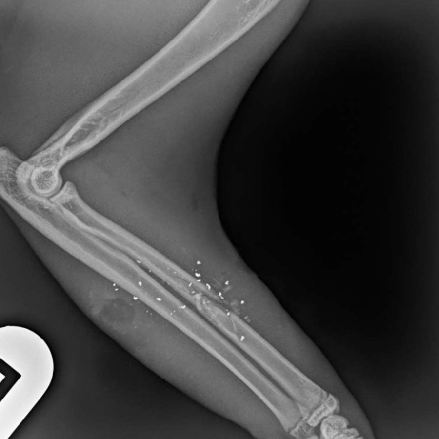 Moray locals in shock after feral cat is shot near haulage yard