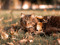 Tabby cat lying in grass among fallen autumn leaves, looking towards the camera.