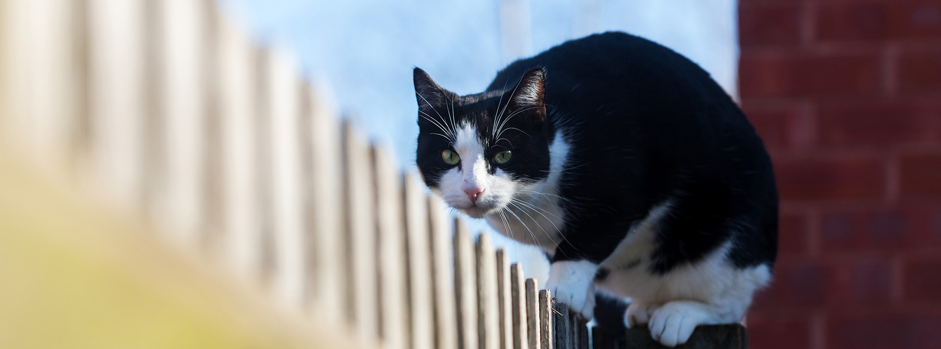 Lost, found and feral cats