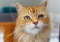 A long-haired ginger cat