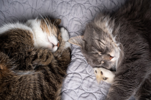 A brown tabby-and-white cat and a grey tabby cat sleeping next to each other on lilac blanket