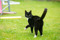 Black-and-white cat walking across a grassy lawn with its tail raised and looking back over its shoulder.