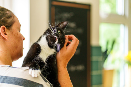 A black-and-white being held by a women who is scratching the cat's head