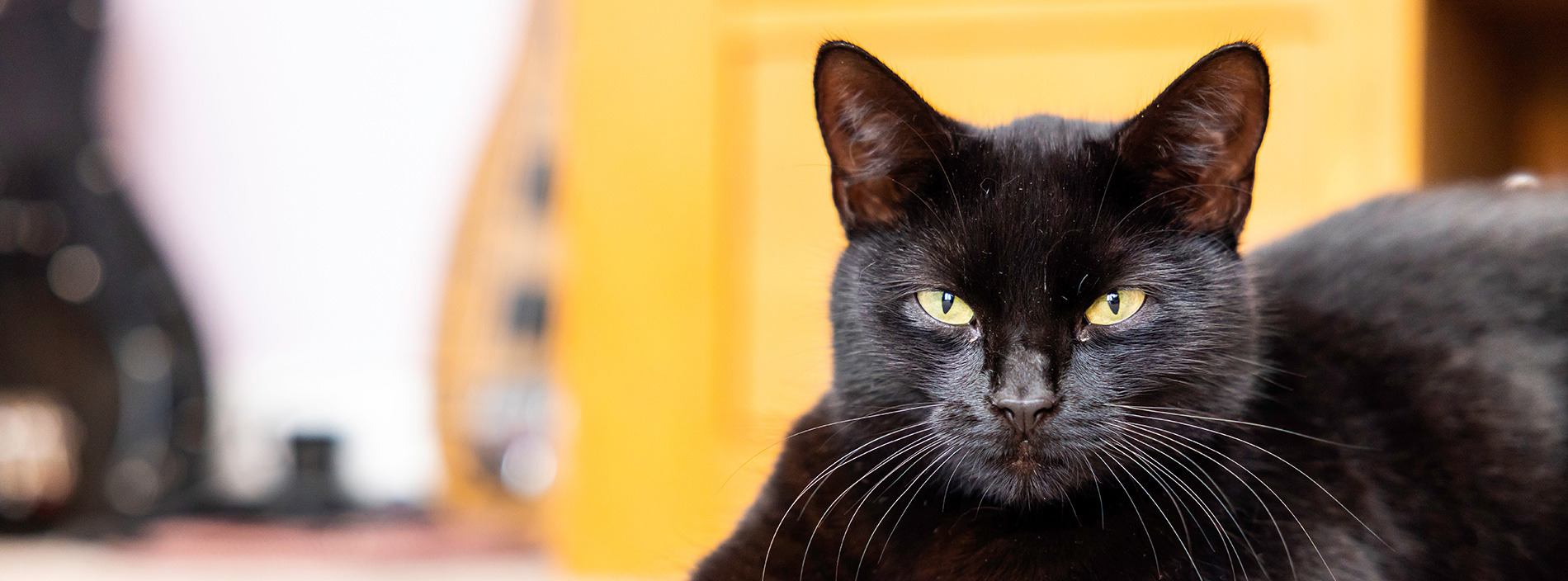 Managing cat behaviour