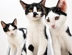 Kittens Summer Campaign 26