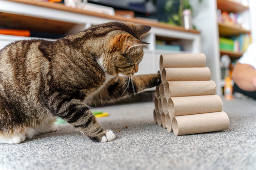 brown tabby cat poking their paw into a pyramid of cardboard toilet roll tubes to get a cat biscuit