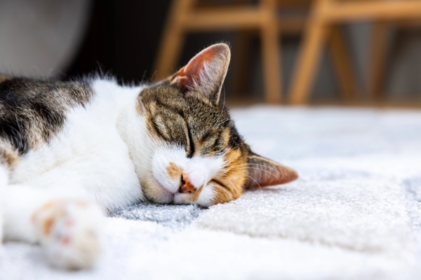 Do cats sleep more in winter?