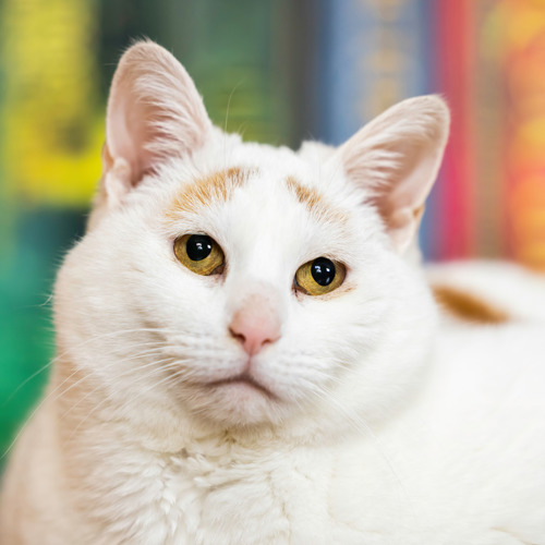 ginger-and-white cat