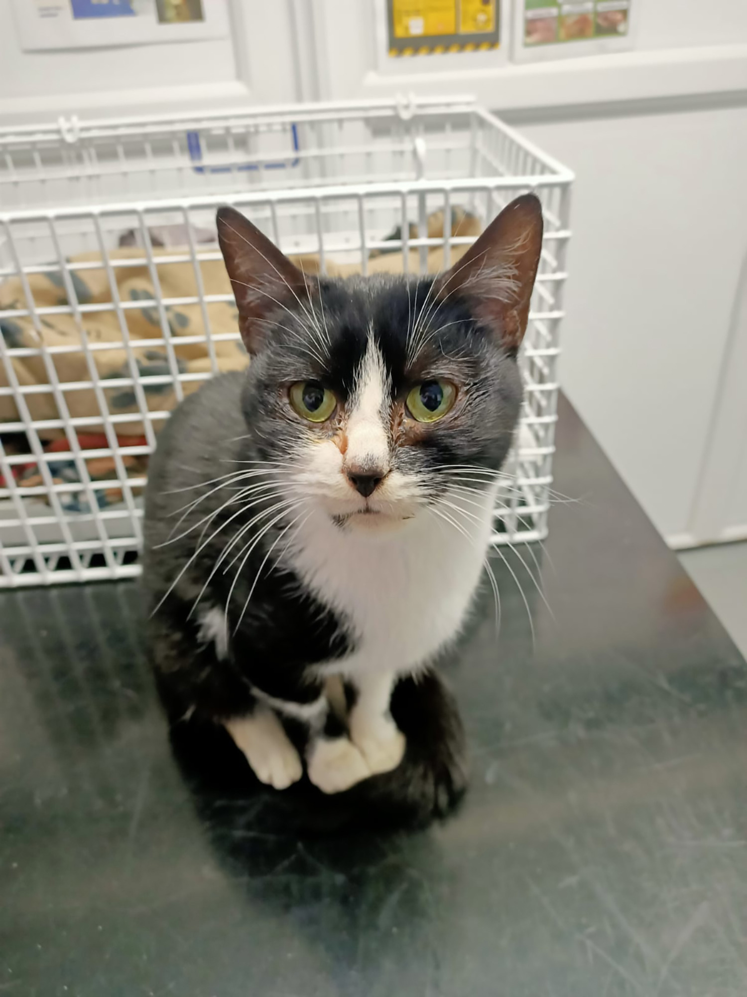 Appeal to find owner of cat who who travelled under car bonnet