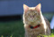 ginger cat wearing red collar outdoors 