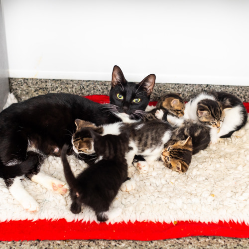 black-and-white cat lying down surrounded by tiny kittens